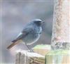 Photo of Black Redstart at Green Park, Berkshire. Taken by Steve Robertson on 30th January 2026.