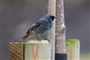 Photo of Black Redstart at Green Park, Berkshire. Taken by Dave Rimes on 30th January 2026.
