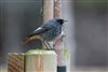Photo of Black Redstart at Green Park, Berkshire. Taken by Dave Rimes on 30th January 2026.