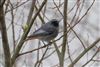 Photo of Black Redstart at Green Park, Berkshire. Taken by Dave Rimes on 30th January 2026.