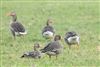 Photo of White-fronted Goose at Ufton Green, Berkshire. Taken by Andy Tomczynski on 26th January 2026.
