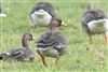 Photo of White-fronted Goose at Ufton Green, Berkshire. Taken by Andy Tomczynski on 26th January 2026.