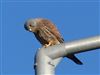 Photo of Kestrel at Langley Mead, Berkshire. Taken by Linda Garner-Langham on 4th January 2026.