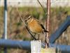 Photo of Stonechat at Langley Mead, Berkshire. Taken by Linda Garner-Langham on 4th January 2026.