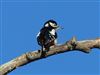 Photo of Great Spotted Woodpecker at Maiden Erlegh Lake, Berkshire. Taken by Linda Garner-Langham on 5th January 2026.