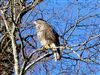 Photo of Buzzard at Maiden Erlegh Lake, Berkshire. Taken by Linda Garner-Langham on 5th January 2026.