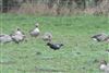 Photo of Brent Goose at Ufton Green, Berkshire. Taken by Andy Tomczynski on 8th February 2026.