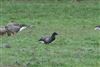 Photo of Brent Goose at Ufton Green, Berkshire. Taken by Andy Tomczynski on 8th February 2026.