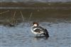 Photo of Smew at Lands End Lake, Twyford GPs, Berkshire. Taken by Andy Tomczynski on 9th February 2026.