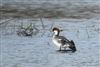 Photo of Smew at Lands End Lake, Twyford GPs, Berkshire. Taken by Andy Tomczynski on 9th February 2026.