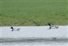 Photo of Shelduck at Ufton Green, Berkshire. Taken by Andy Tomczynski on 26th January 2026.