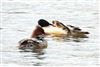 Photo of Goosander at Lower Farm GP, Berkshire. Taken by Ian Quelch on 15th February 2026.
