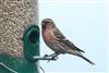 Photo of Lesser Redpoll at Emmer Green, Berkshire. Taken by Andy Tomczynski on 12th February 2026.