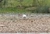 Photo of Mediterranean Gull at Lea Farm Lake, Berkshire. Taken by Andy Tomczynski on 18th February 2026.
