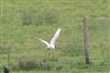 Photo of Mediterranean Gull at Lea Farm Lake, Berkshire. Taken by Andy Tomczynski on 18th February 2026.
