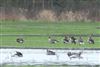 Photo of Tundra Bean Goose at Ufton Green, Berkshire. Taken by Andy Tomczynski on 1st February 2026.