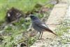 Photo of Black Redstart at Green Park, Berkshire. Taken by Andy Tomczynski on 2nd February 2026.