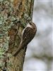 Photo of Treecreeper at Grove Lake, Moor Green Lakes, Berkshire. Taken by Rob Keel on 21st February 2026.