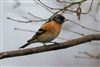 Photo of Brambling at Woodley, Berkshire. Taken by Dave Rimes on 27th February 2026.