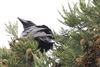 Photo of Raven at Whiteknights Park, Berkshire. Taken by Stephen Lynch on 27th February 2026.