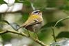 Photo of Firecrest at Whiteknights Park, Berkshire. Taken by Stephen Lynch on 27th February 2026.
