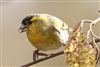 Photo of Siskin at Whiteknights Lake, Berkshire. Taken by Stephen Lynch on 28th February 2026.
