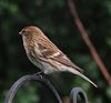 Photo of Lesser Redpoll at Emmer Green, Berkshire. Taken by David White on 4th February 2026.