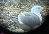 Photo of Lesser Black-backed Gull at Hosehill Lake, Theale GPs, Berkshire. Taken by Peter Driver on 10th March 2026.