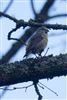 Photo of Crossbill at Roundoak Piece, Berkshire. Taken by John Absolom on 11th March 2026.