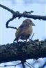 Photo of Crossbill at Roundoak Piece, Berkshire. Taken by John Absolom on 11th March 2026.