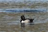 Photo of Ring-necked Duck at Grove Lake, Moor Green Lakes, Berkshire. Taken by Andy Tomczynski on 24th February 2026.