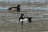Photo of Ring-necked Duck at Grove Lake, Moor Green Lakes, Berkshire. Taken by Andy Tomczynski on 24th February 2026.