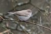 Photo of Siberian Chiffchaff at Sandford Lake, Dinton Pastures CP, Berkshire. Taken by Dave Rimes on 1st March 2026.