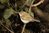 Photo of Siberian Chiffchaff at Sandford Lake, Dinton Pastures CP, Berkshire. Taken by Andy Tomczynski on 2nd March 2026.