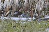 Photo of Green-winged Teal at Fobney Meadow, Berkshire. Taken by Marek Walford on 28th March 2026.