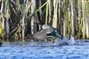 Photo of Green-winged Teal at Fobney Meadow, Berkshire. Taken by Marek Walford on 28th March 2026.