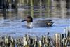 Photo of Green-winged Teal at Fobney Meadow, Berkshire. Taken by Marek Walford on 28th March 2026.