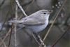 Photo of Siberian Chiffchaff at Sandford Lake, Dinton Pastures CP, Berkshire. Taken by Marek Walford on 1st March 2026.