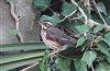 Photo of Redwing at Wokingham, Berkshire. Taken by Sean Stevenson on 6th March 2026.