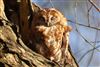 Photo of Tawny Owl at Moor Green Lakes, Berkshire. Taken by Andy Tomczynski on 24th February 2026.