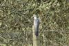 Photo of Cuckoo at Whistley Mill GP, Twyford GPs, Berkshire. Taken by Andy Tomczynski on 9th April 2026.