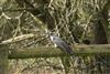 Photo of Cuckoo at Whistley Mill GP, Twyford GPs, Berkshire. Taken by Andy Tomczynski on 9th April 2026.