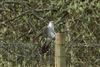 Photo of Cuckoo at Whistley Mill GP, Twyford GPs, Berkshire. Taken by Andy Tomczynski on 9th April 2026.
