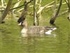 Photo of White-fronted Goose at Cliveden, Berkshire. Taken by Adam Bassett on 26th April 2026.