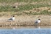 Photo of Mediterranean Gull at Lea Farm Lake, Berkshire. Taken by Andy Tomczynski on 6th April 2026.
