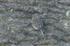 Photo of Linnet at Weycock Hill, Berkshire. Taken by Andy Tomczynski on 6th April 2026.