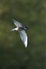 Photo of Whiskered Tern at Rowneys Predator Lake, Woolhampton GPs, Berkshire. Taken by Nigel Rampton on 23rd May 2026.