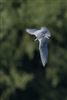 Photo of Whiskered Tern at Rowneys Predator Lake, Woolhampton GPs, Berkshire. Taken by Nigel Rampton on 22nd May 2026.