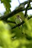 Photo of Spotted Flycatcher at Swallowfield Church, Berkshire. Taken by Nigel Rampton on 17th May 2026.