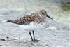 Photo of Sanderling at Queen Mother Reservoir, Berkshire. Taken by Andy Tomczynski on 19th May 2026.
